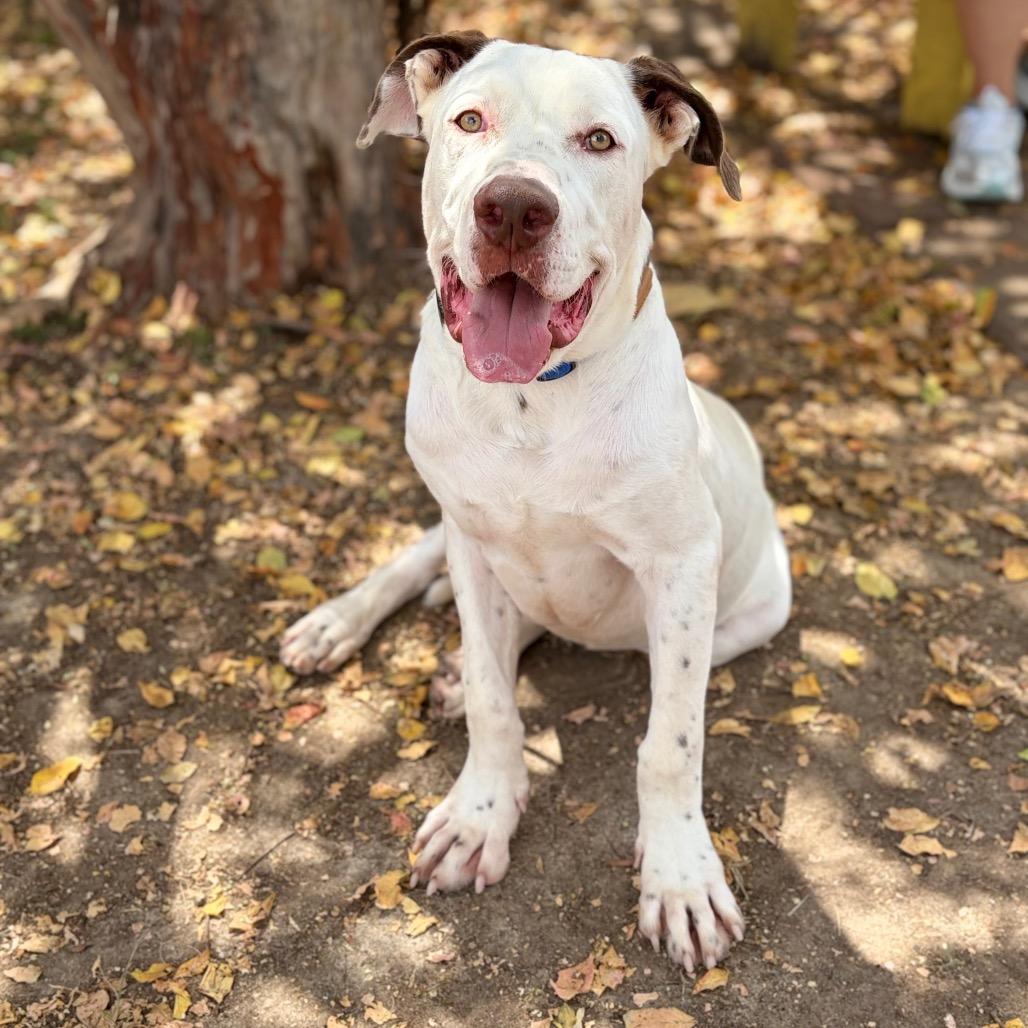 Enlarge Memphis 26-06-188, a Adoptable American Bulldog in Bastrop, TX image 5/6