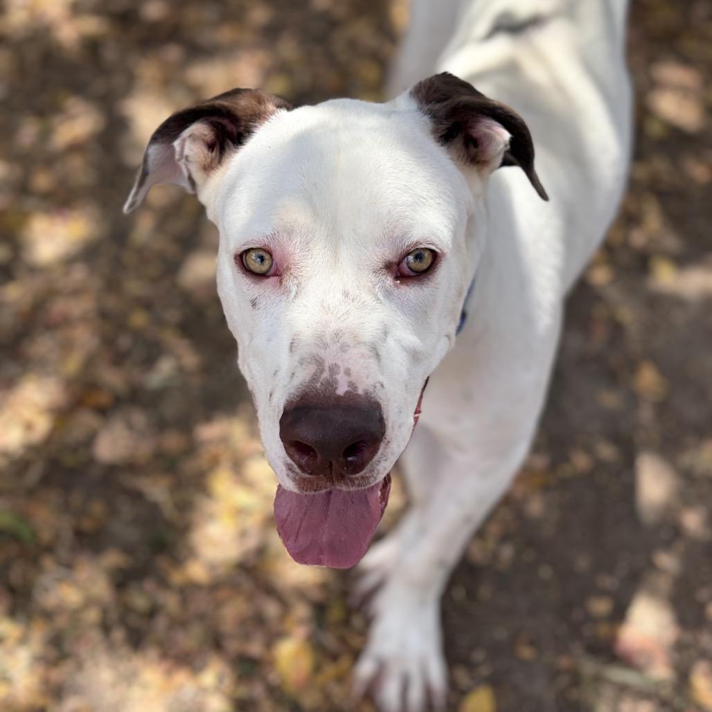 Enlarge Memphis 26-06-188, a Adoptable American Bulldog in Bastrop, TX image 6/6