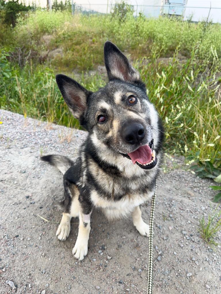 Taz, Adoptable, Adult Male Shepherd & Husky.