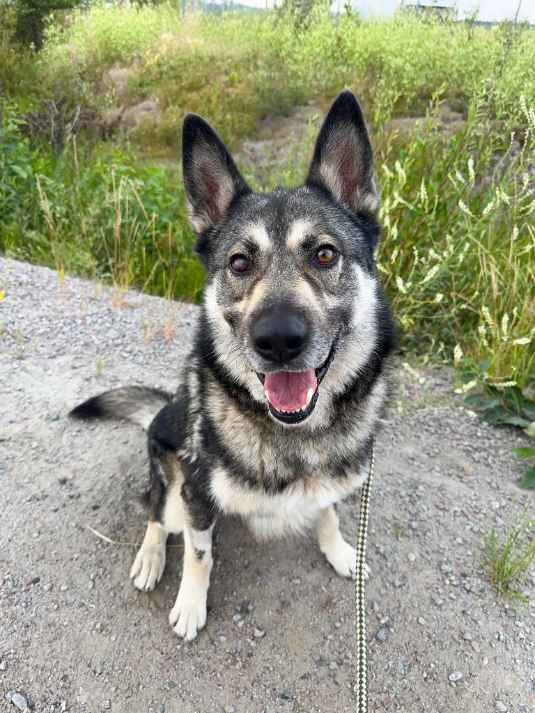 Taz, a Adoptable mixed breed in Yellowknife, NT image 2/5