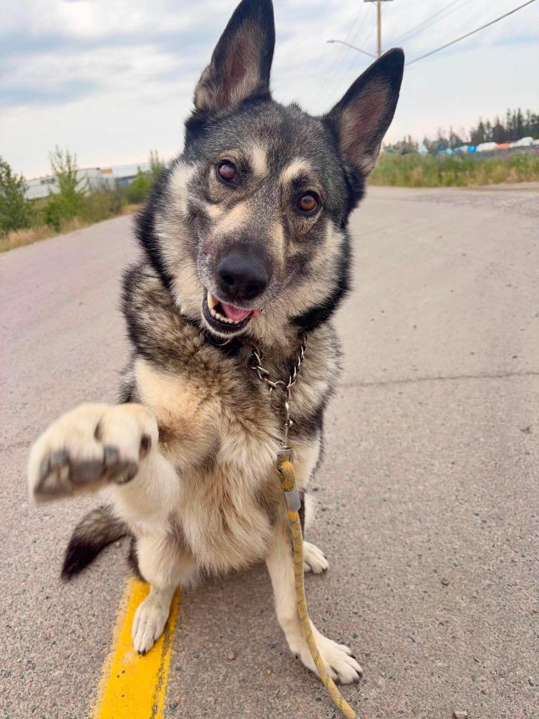 Taz, a Adoptable mixed breed in Yellowknife, NT image 3/5