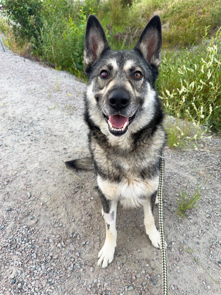 Taz, a Adoptable mixed breed in Yellowknife, NT image 4/5