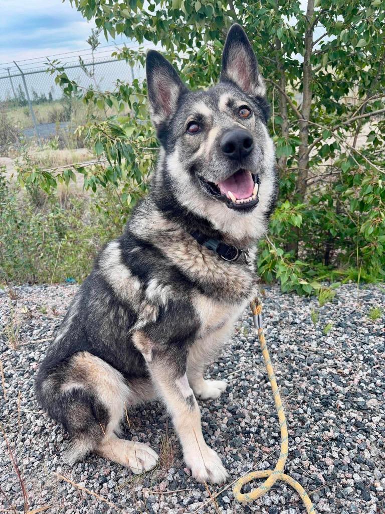 Taz, a Adoptable mixed breed in Yellowknife, NT image 5/5