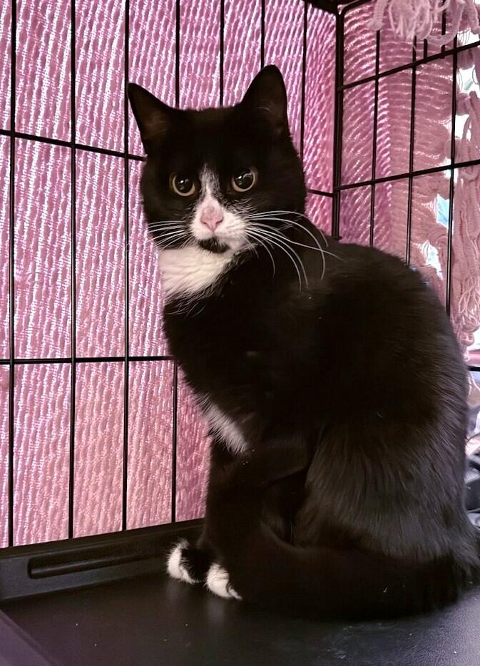 Louise, ADOPTABLE, Kitten Female Tuxedo.