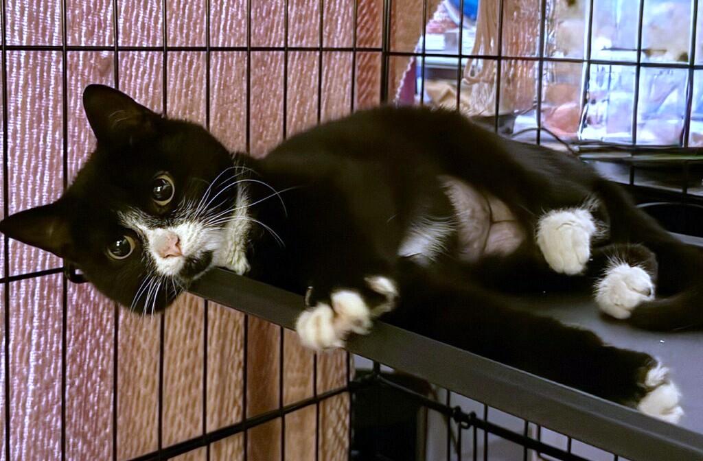 Enlarge Louise, a ADOPTABLE Tuxedo in New Albany, OH image 2/2