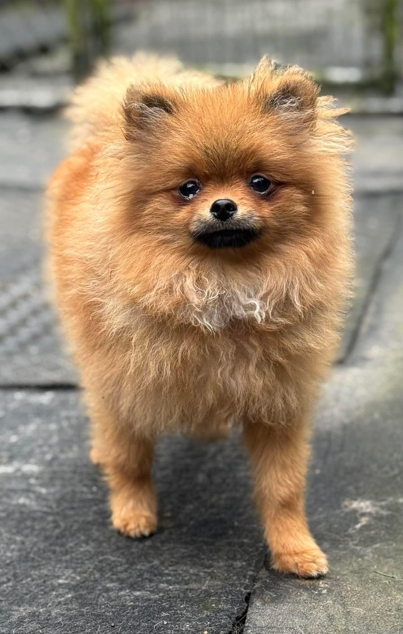 Enlarge Antares, a Adoptable Pomeranian in Seattle, WA image 1/1