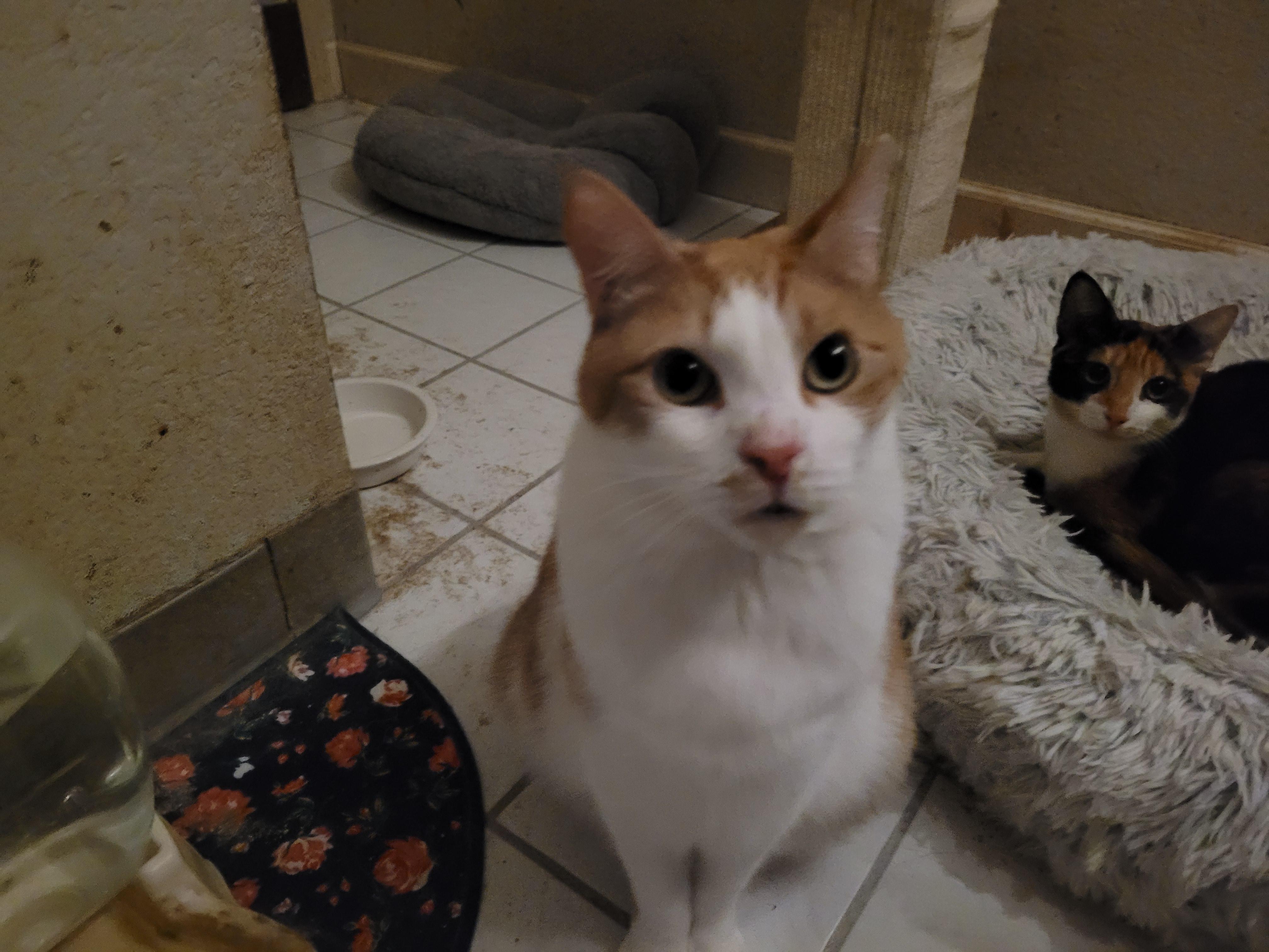 Teddy, Adoptable, Adult Male Domestic Short Hair.