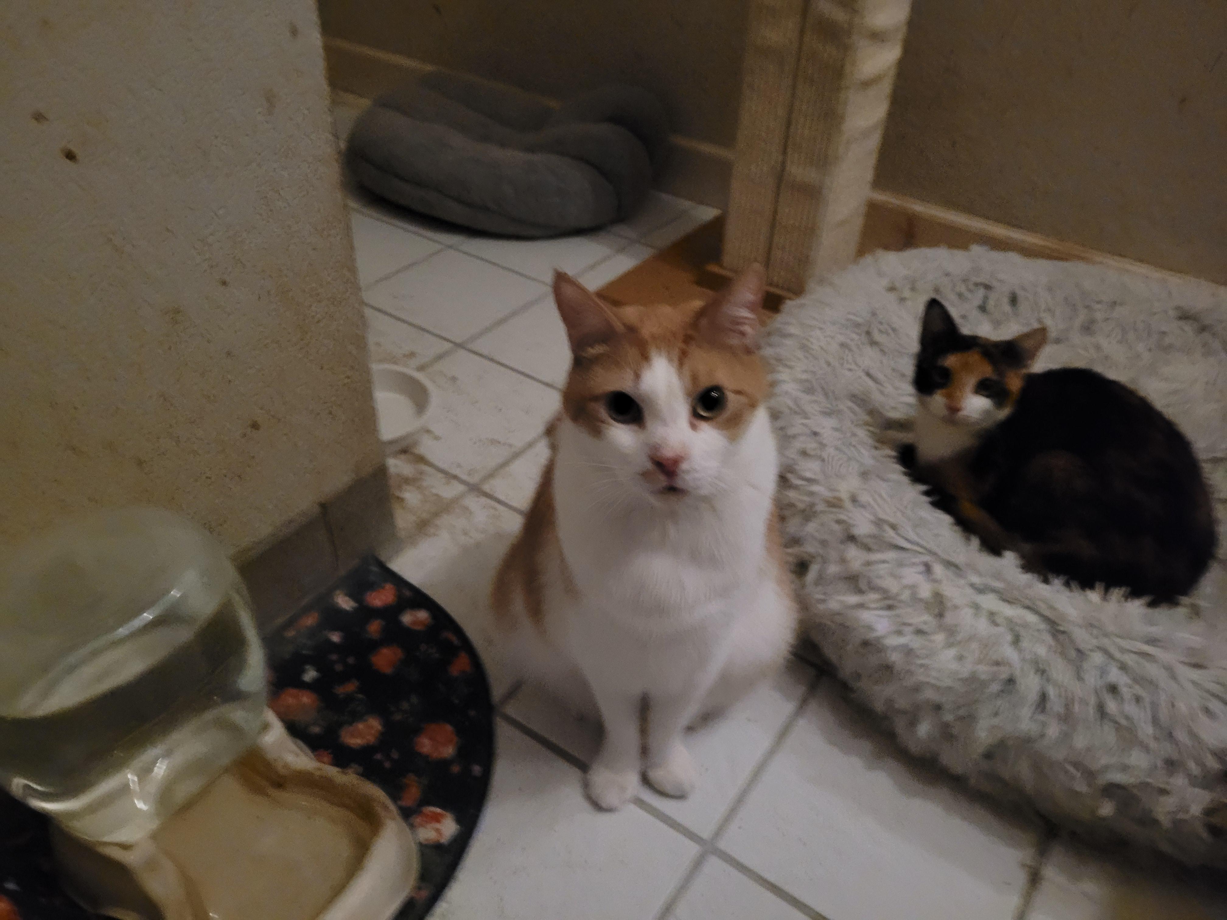 Enlarge Teddy, a Adoptable Domestic Short Hair in San Jose, CA image 2/2