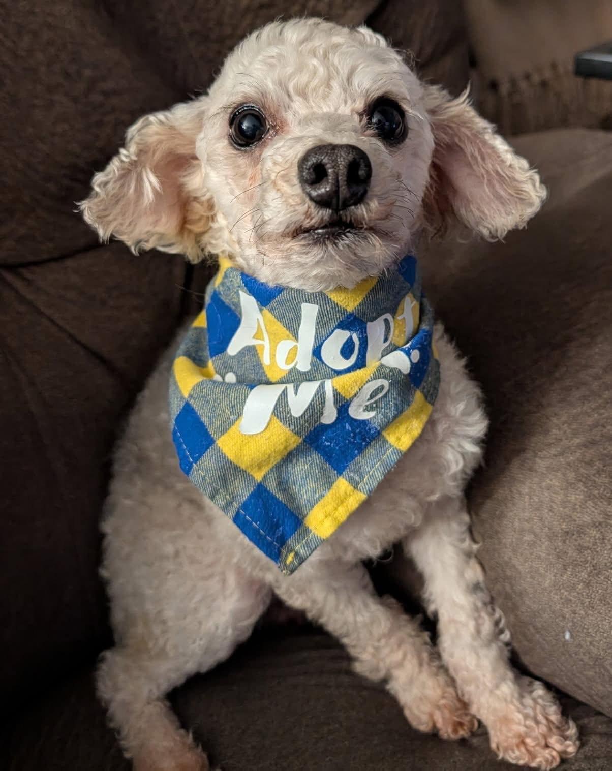 Rocket, Adoptable, Adult Male Miniature Poodle.