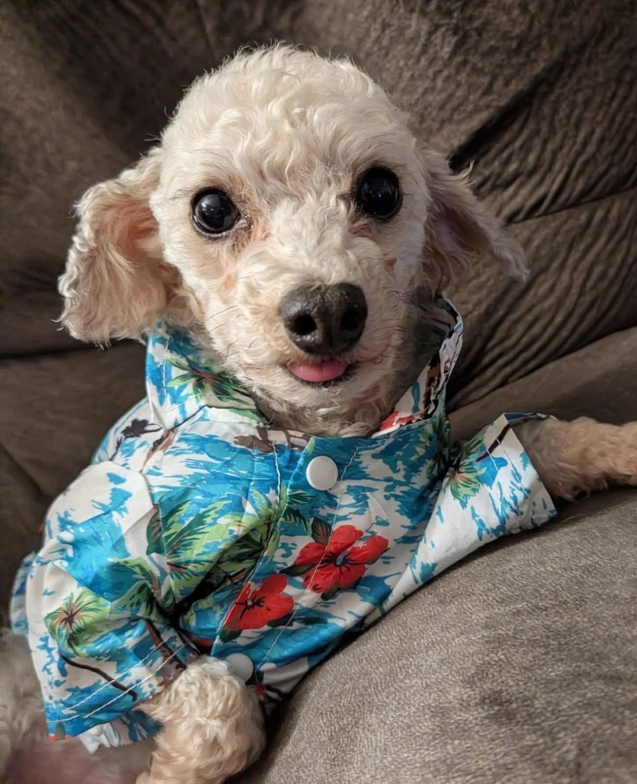 Enlarge Rocket, a Adoptable Miniature Poodle in Painesville, OH image 4/4