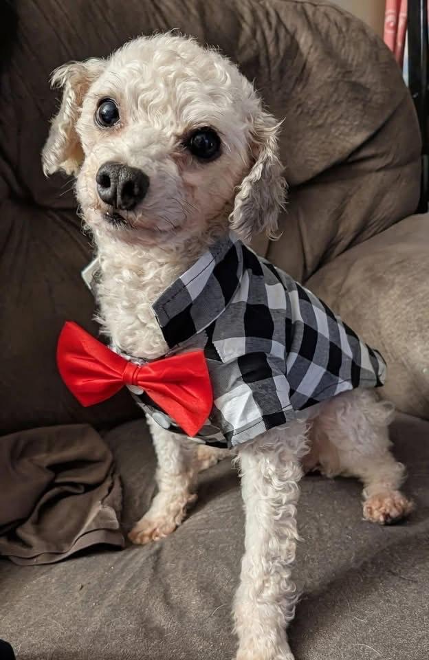 Enlarge Rocket, a Adoptable Miniature Poodle in Painesville, OH image 3/4