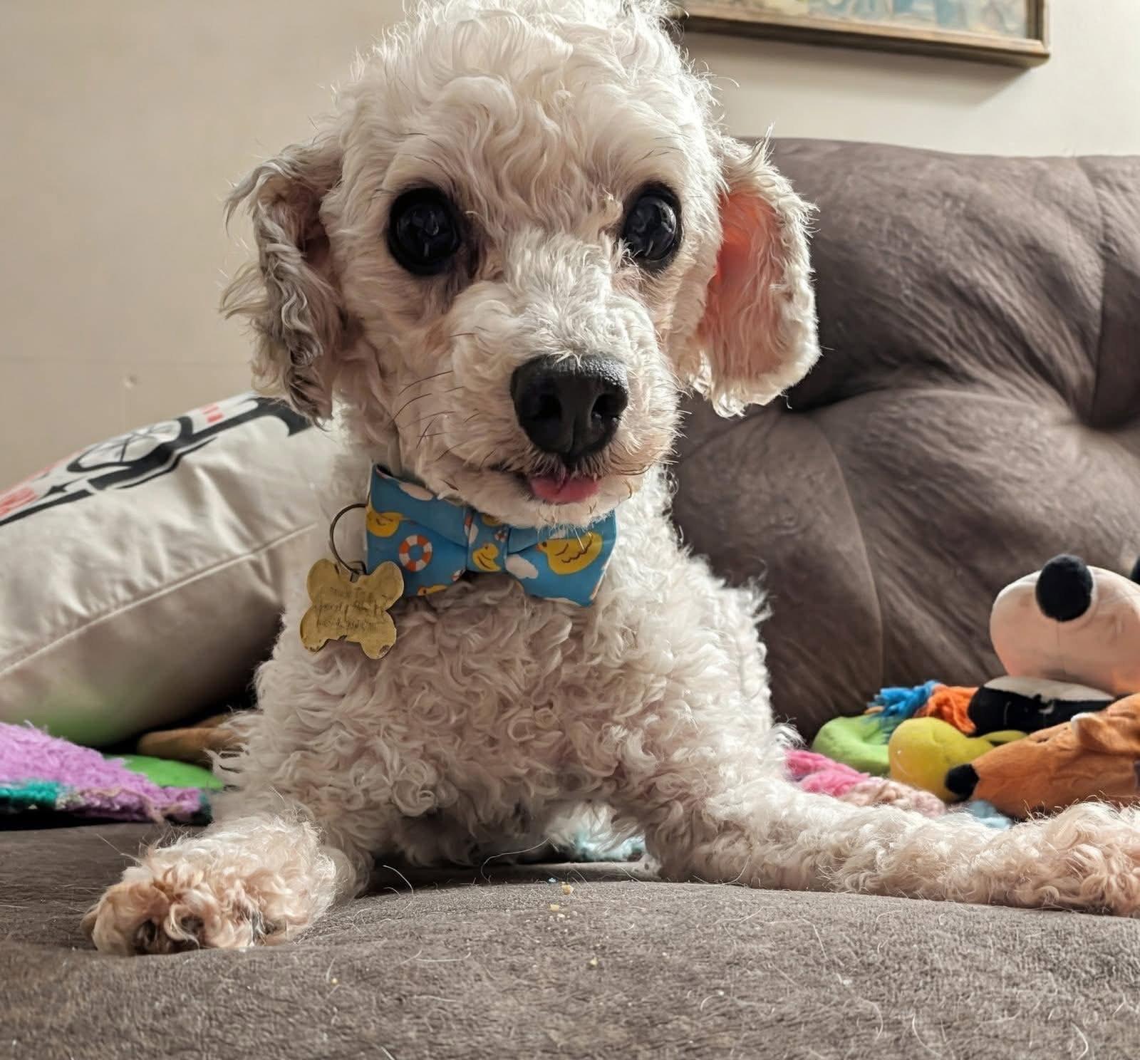 Enlarge Rocket, a Adoptable Miniature Poodle in Painesville, OH image 2/4