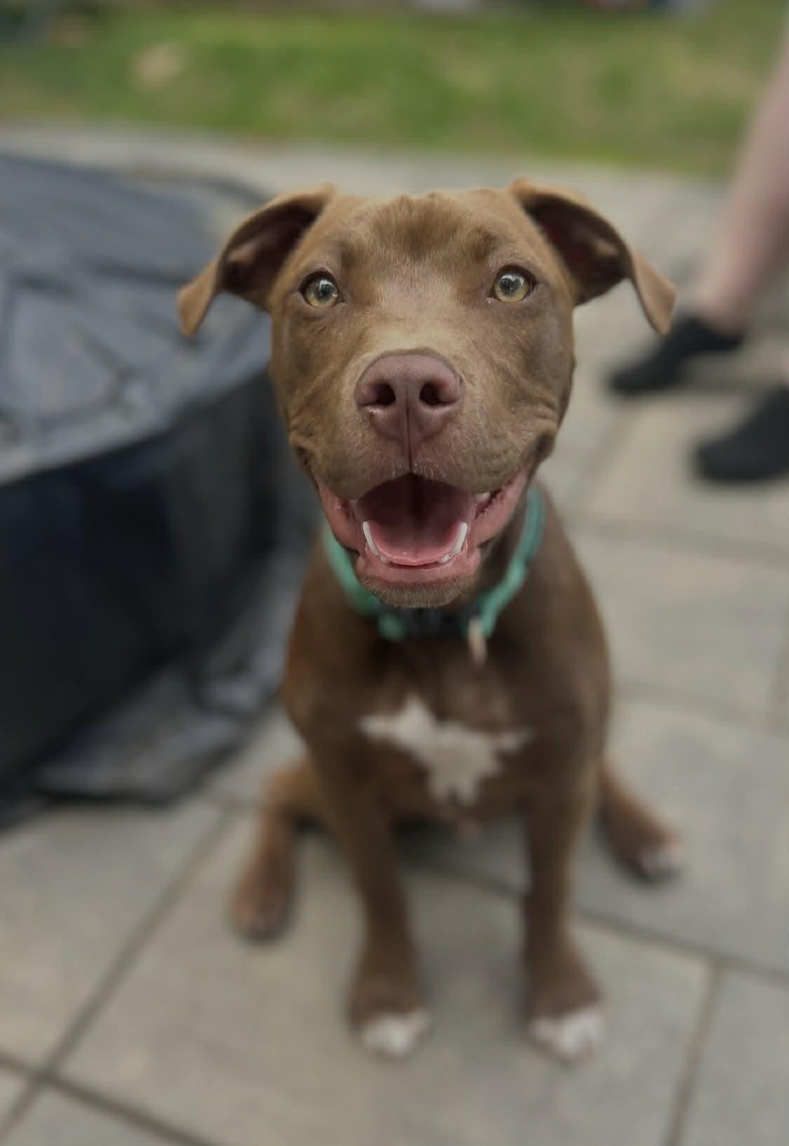 Enlarge Bruno, a ADOPTABLE Mixed Breed in Berwick, ME image 1/2