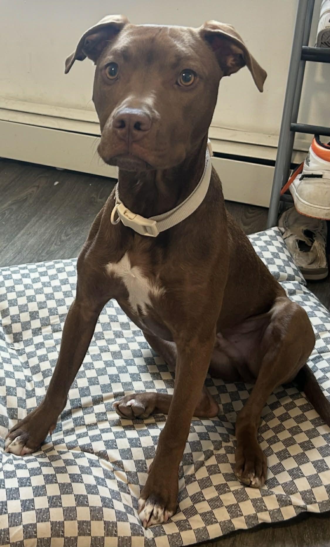 Enlarge Bruno, a ADOPTABLE Mixed Breed in Berwick, ME image 2/2