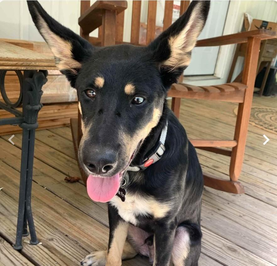 Danny, Adoptable, Young Male German Shepherd Dog.