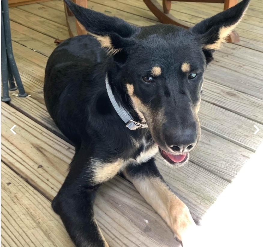 Enlarge Danny, a Adoptable mixed breed in Burlington, VT image 2/3