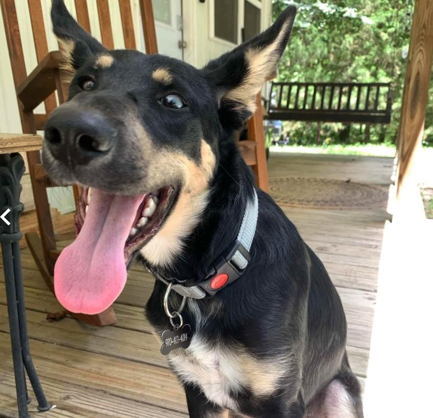 Enlarge Danny, a Adoptable mixed breed in Burlington, VT image 3/3