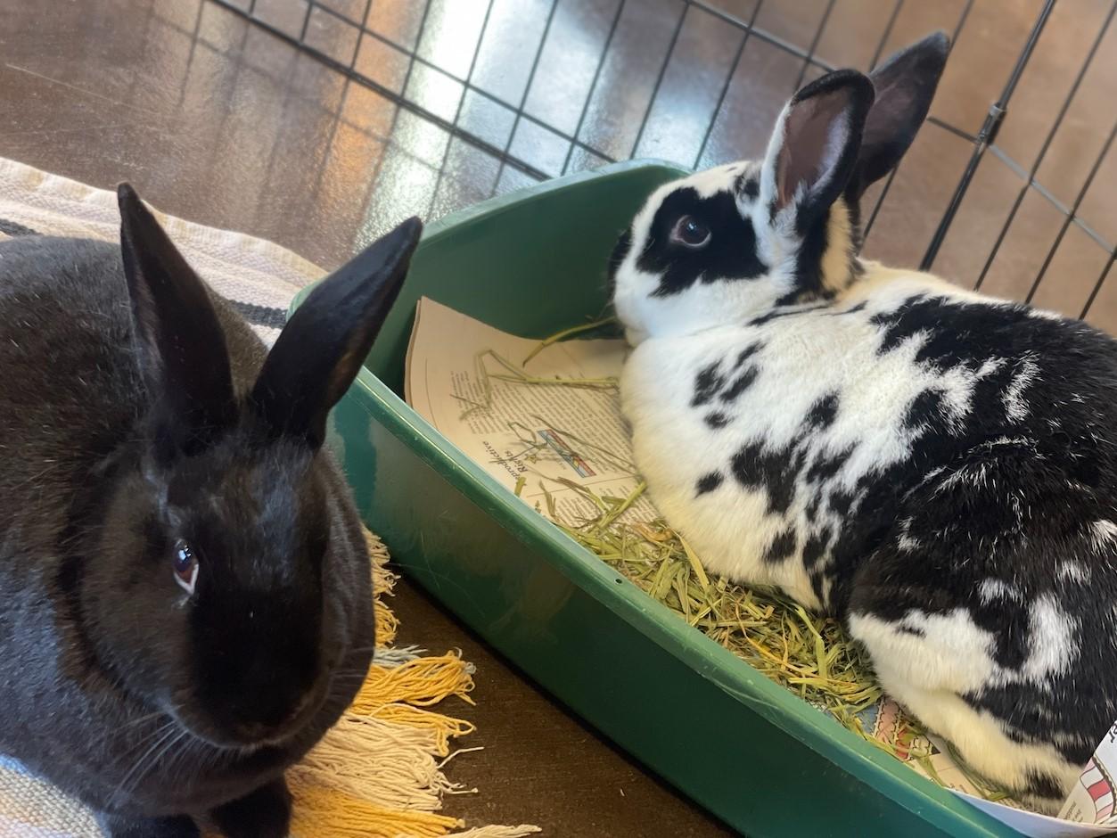Enlarge Cinna & Bramble, a Adoptable American in Lee's Summit, MO image 4/4