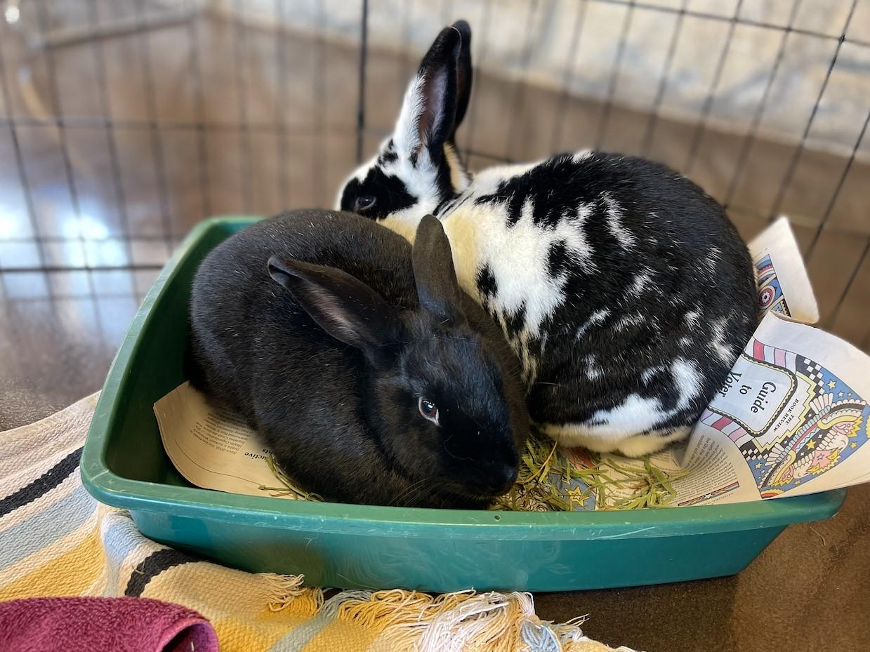 Cinna & Bramble, Adoptable, Adult Male American.