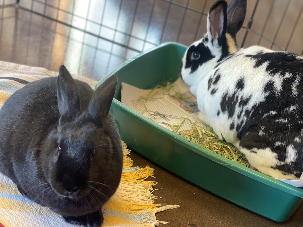 Enlarge Cinna & Bramble, a Adoptable American in Lee's Summit, MO image 3/4