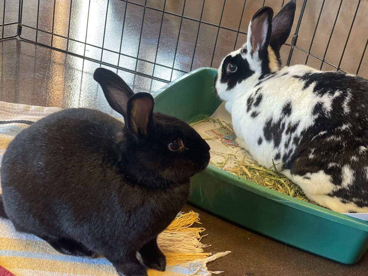 Enlarge Cinna & Bramble, a Adoptable American in Lee's Summit, MO image 2/4