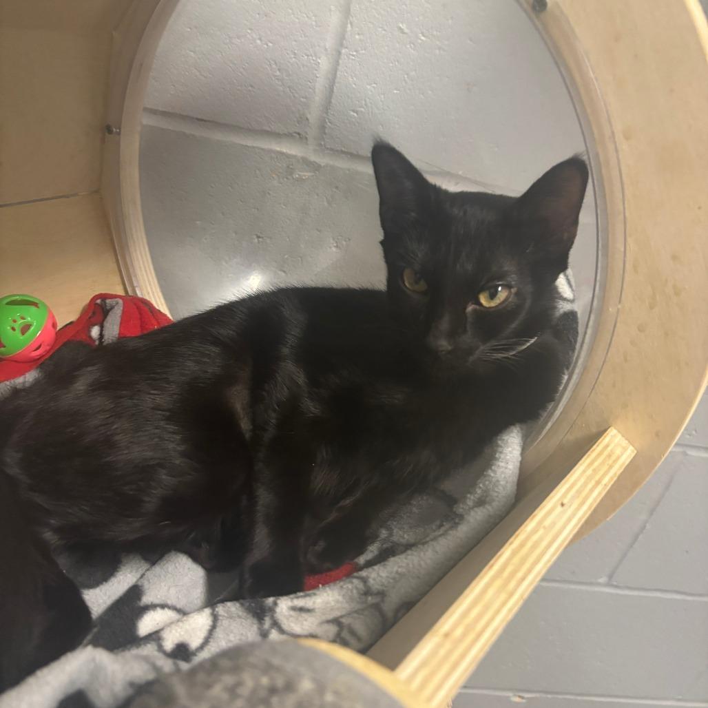 Scarlett, Adoptable, Young Female Domestic Short Hair.