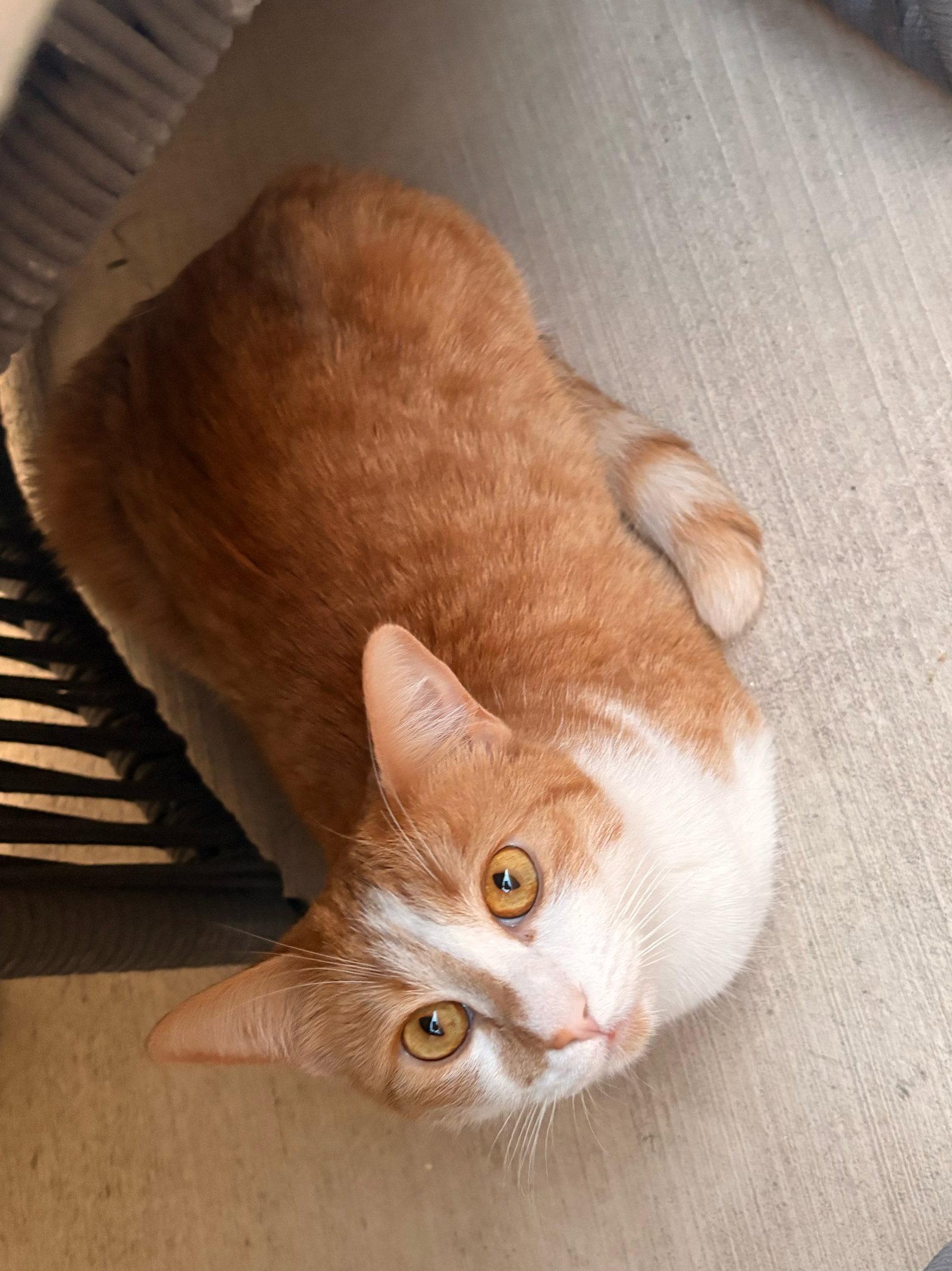 Enlarge Gingersnap, a Adoptable Domestic Short Hair in Glendale, AZ image 2/3