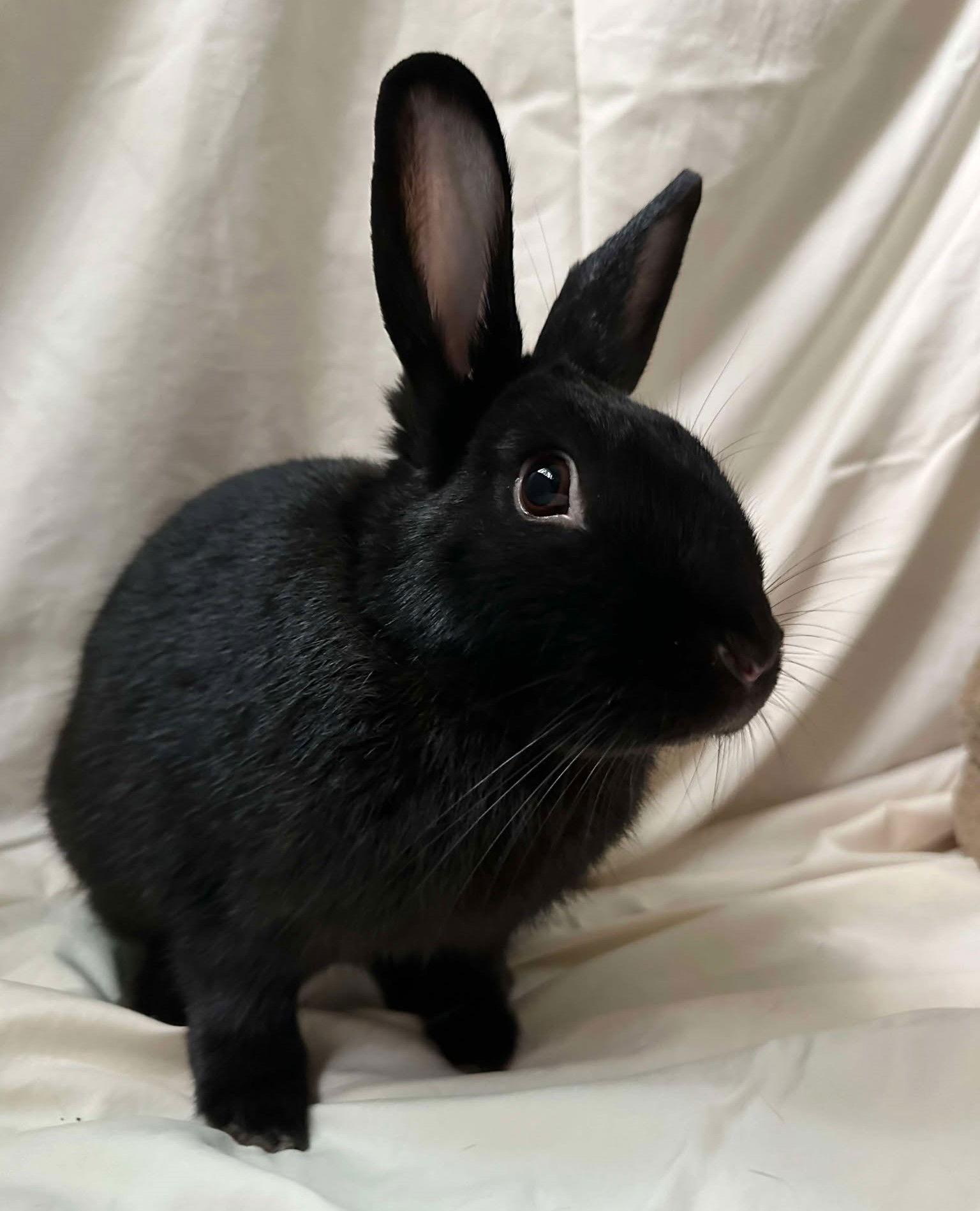 Broccolini, Adopted, Young Female Bunny Rabbit.