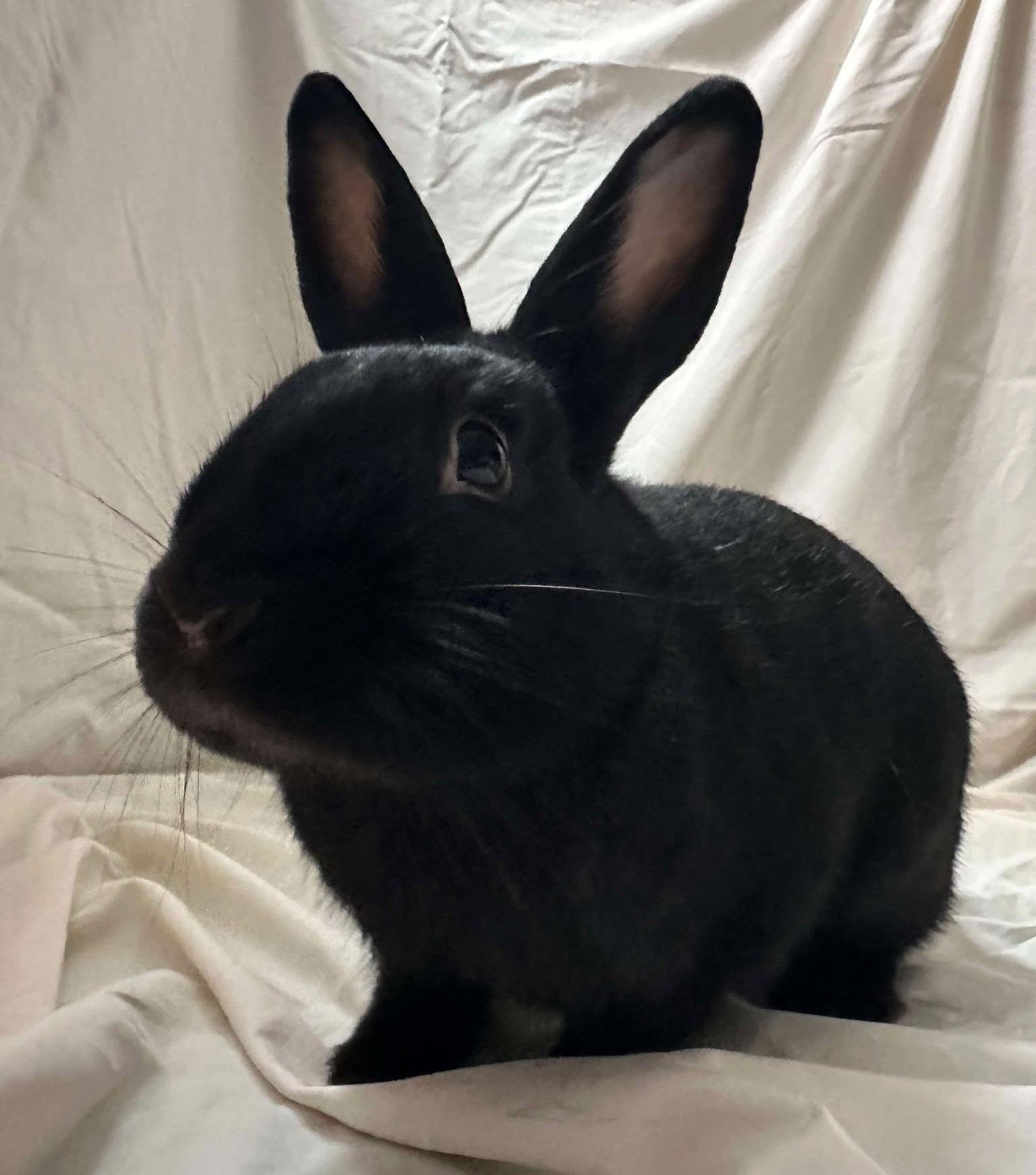 Enlarge Broccolini, a Adopted Bunny Rabbit in Milwaukie, OR image 2/3