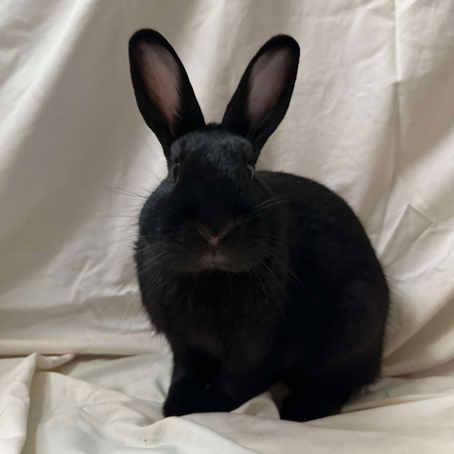 Enlarge Broccolini, a Adopted Bunny Rabbit in Milwaukie, OR image 3/3