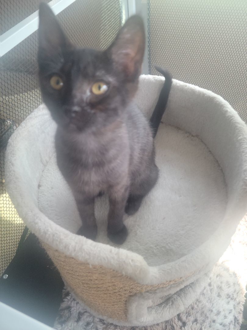 Shelby, Adoptable, Kitten Female Domestic Short Hair.