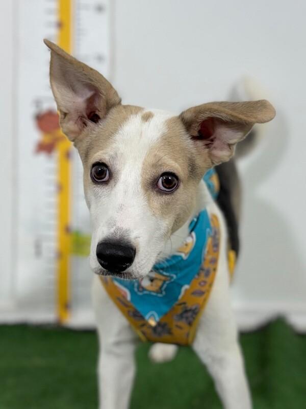 Jackson-One of our Amazing Rescue Dogs, Adoptable, Puppy Male Labrador Retriever & Jack Russell Terrier.