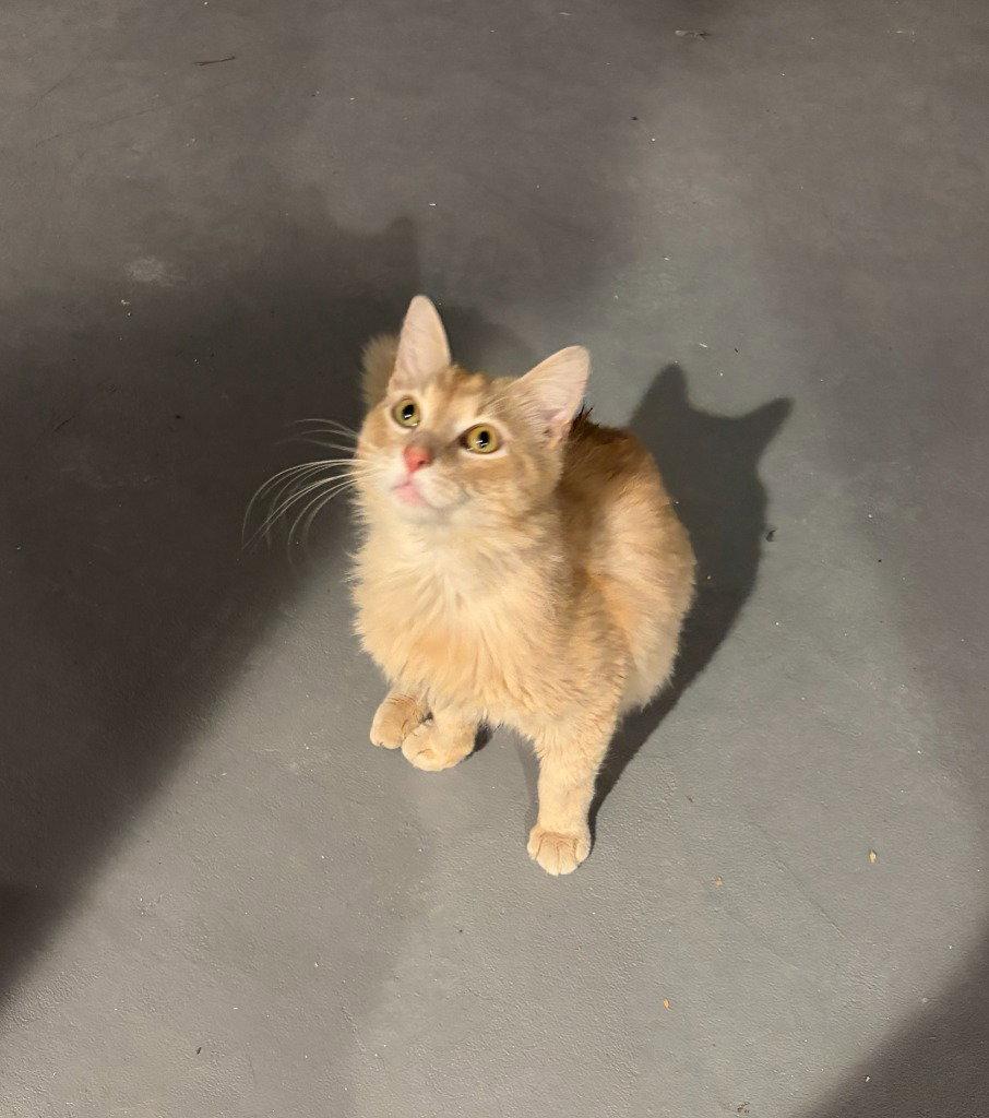 Joseph, a Adoptable Domestic Medium Hair in St. Helens, OR image 1/3