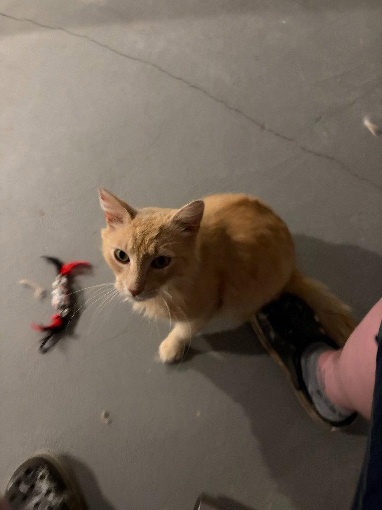 Joseph, a Adoptable Domestic Medium Hair in St. Helens, OR image 2/3