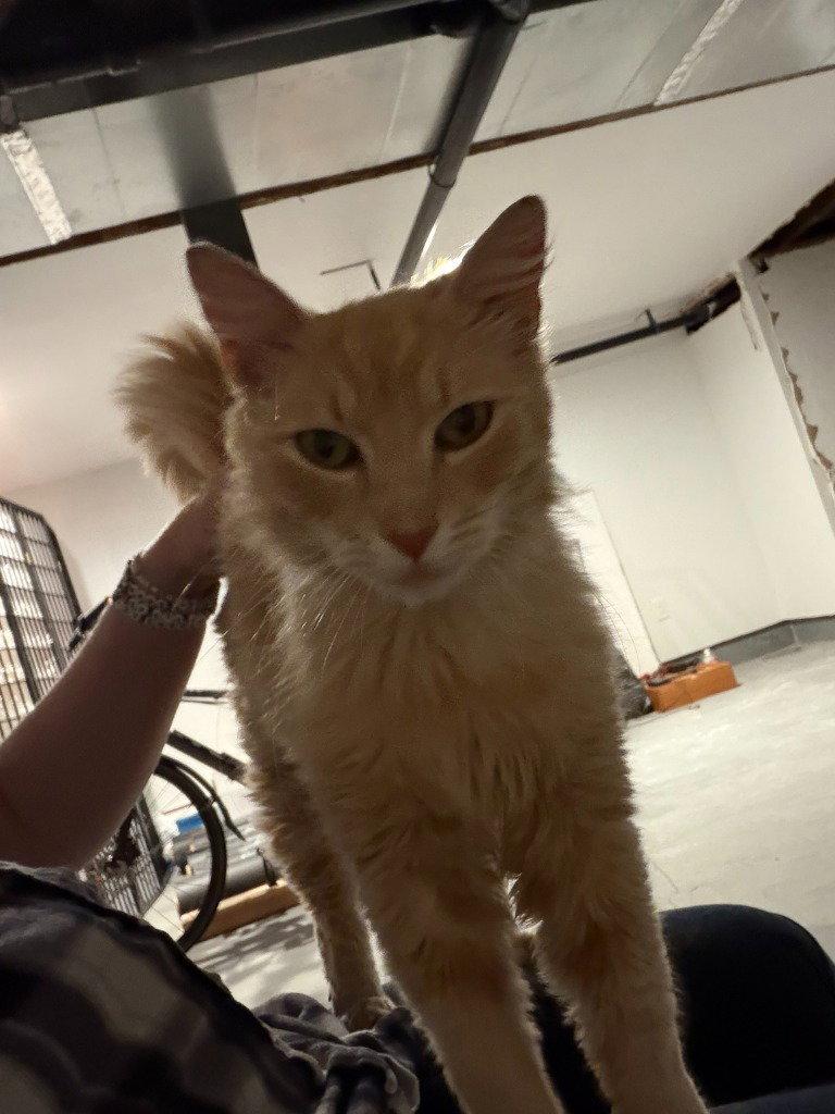 Joseph, a Adoptable Domestic Medium Hair in St. Helens, OR image 3/3