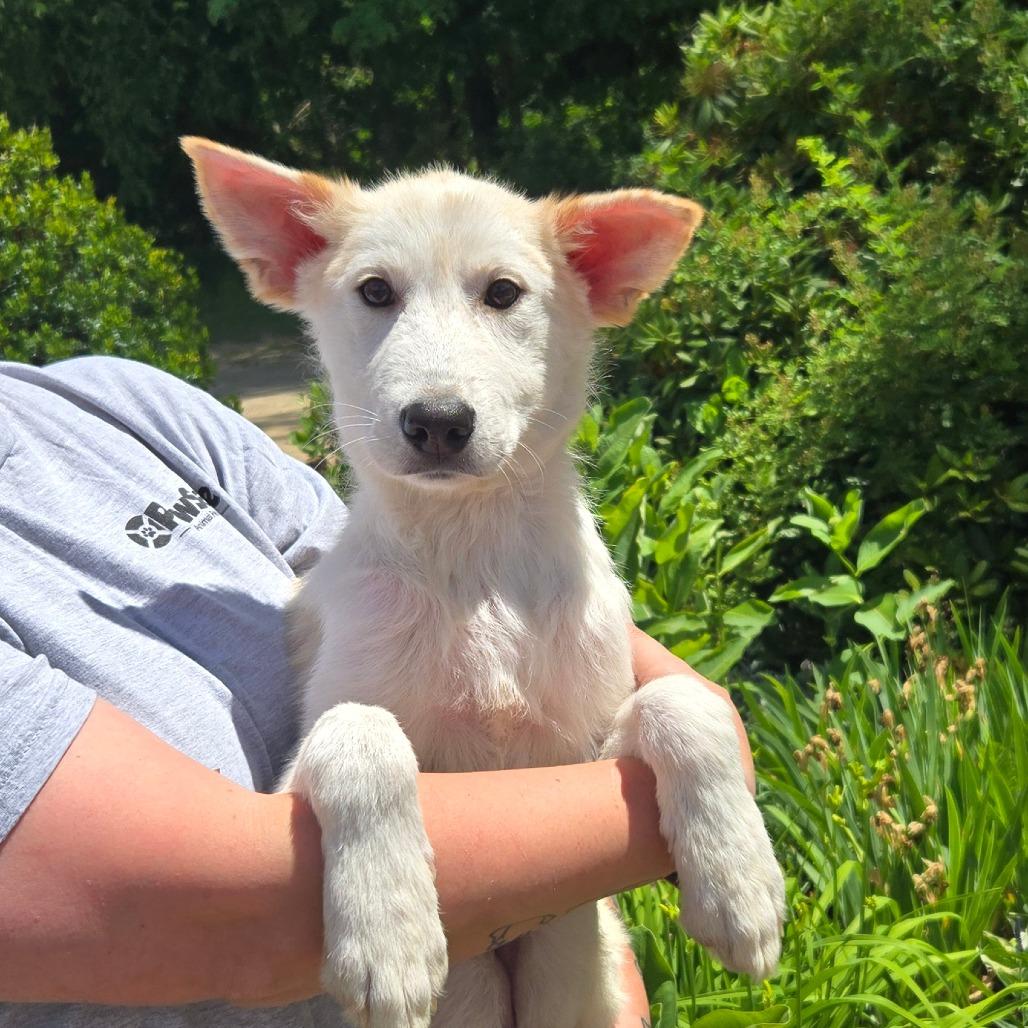 Enlarge CT Zimmy, a Adoptable Mixed Breed in Stormville, NY image 1/1