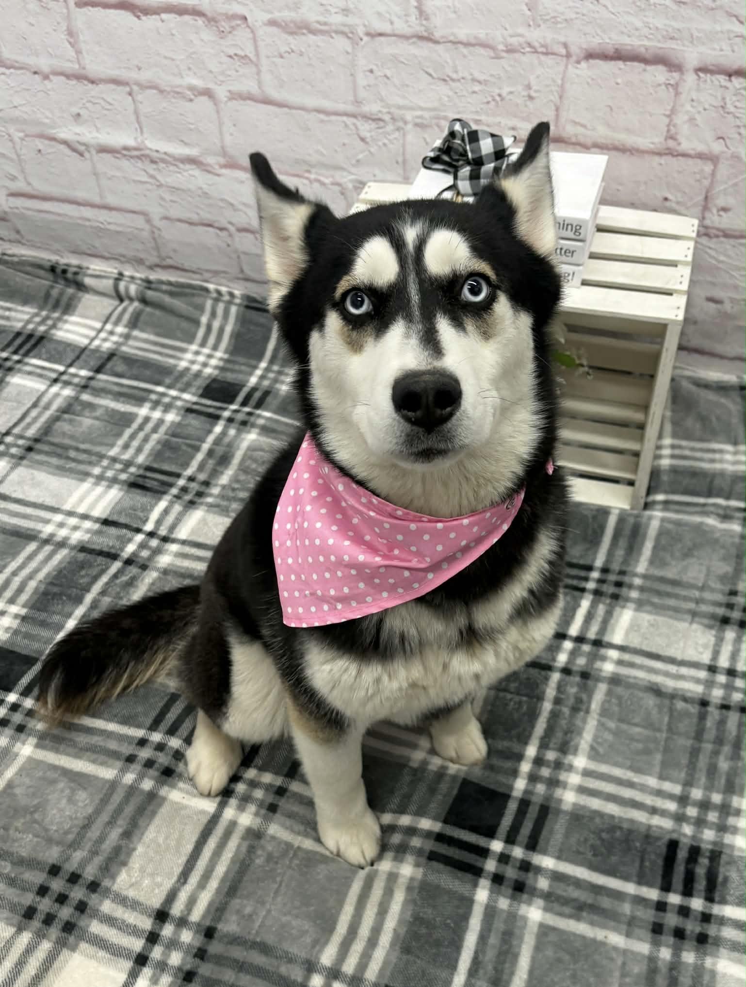 Enlarge Susan, an adopted mixed breed in Oxford, MI image 4/4