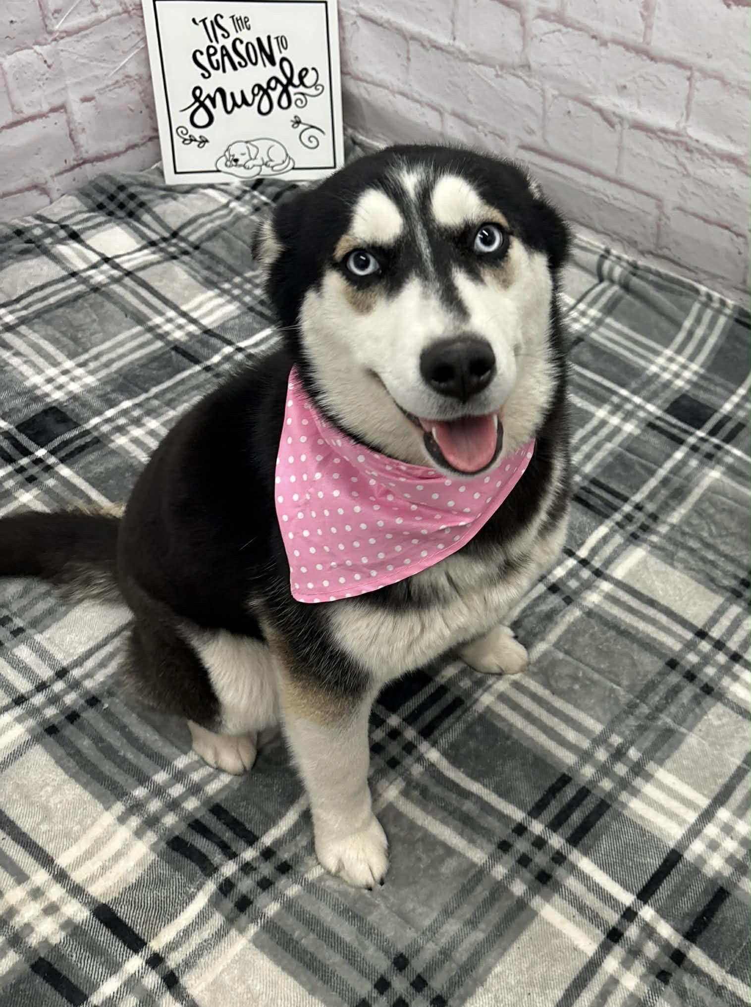 Enlarge Susan, an adopted mixed breed in Oxford, MI image 2/4