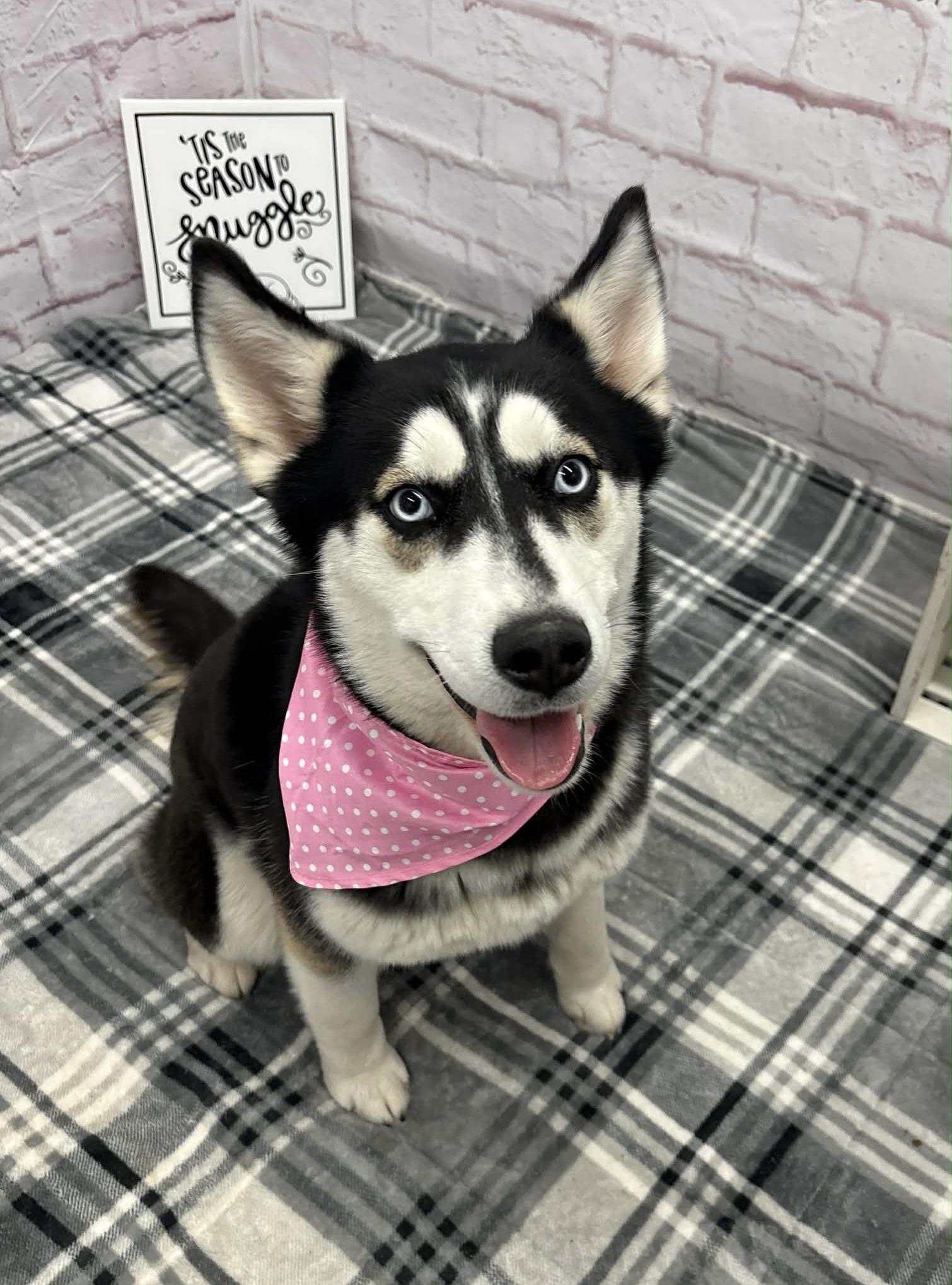 Susan, adopted, Young Female Husky & Mixed Breed.