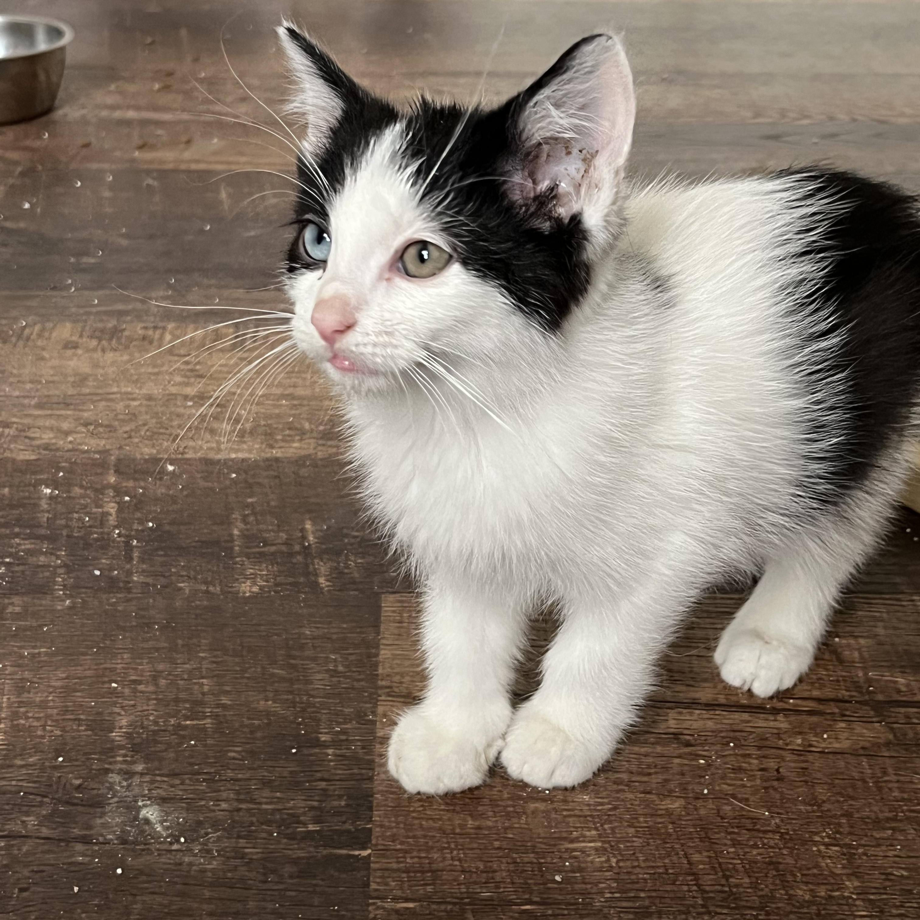 Chuckles, a Adoptable Domestic Short Hair in Palatine, IL image 1/2