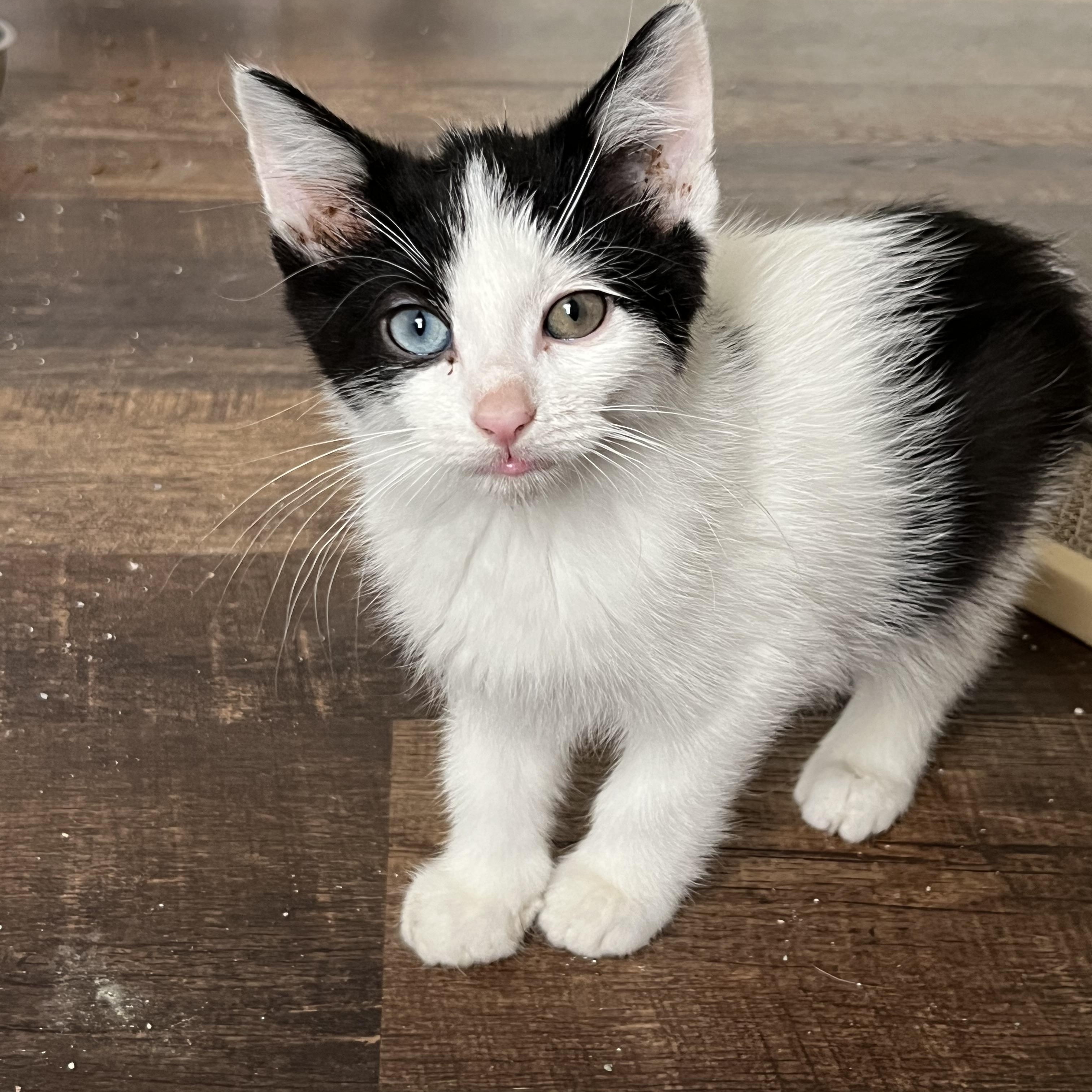 Chuckles, a Adoptable Domestic Short Hair in Palatine, IL image 2/2