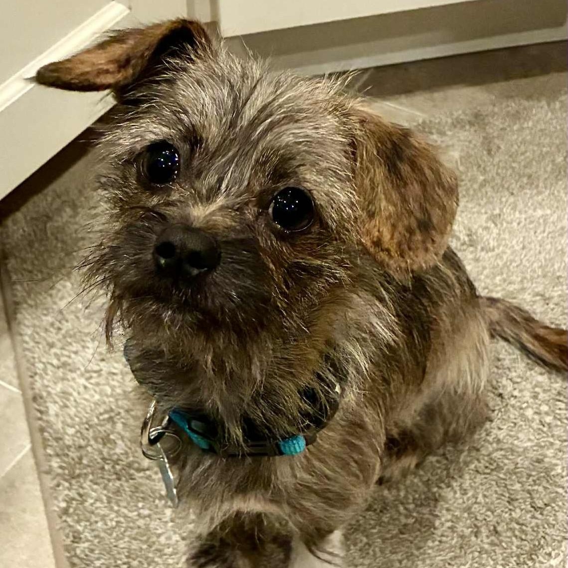 Enlarge Little Ninja, a ADOPTABLE mixed breed in Cherry Hill, NJ image 4/6