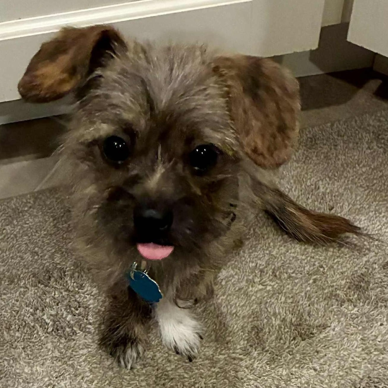 Enlarge Little Ninja, a ADOPTABLE mixed breed in Cherry Hill, NJ image 5/6