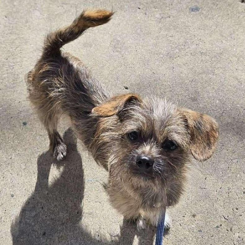 Little Ninja, ADOPTABLE, Puppy Male Terrier.