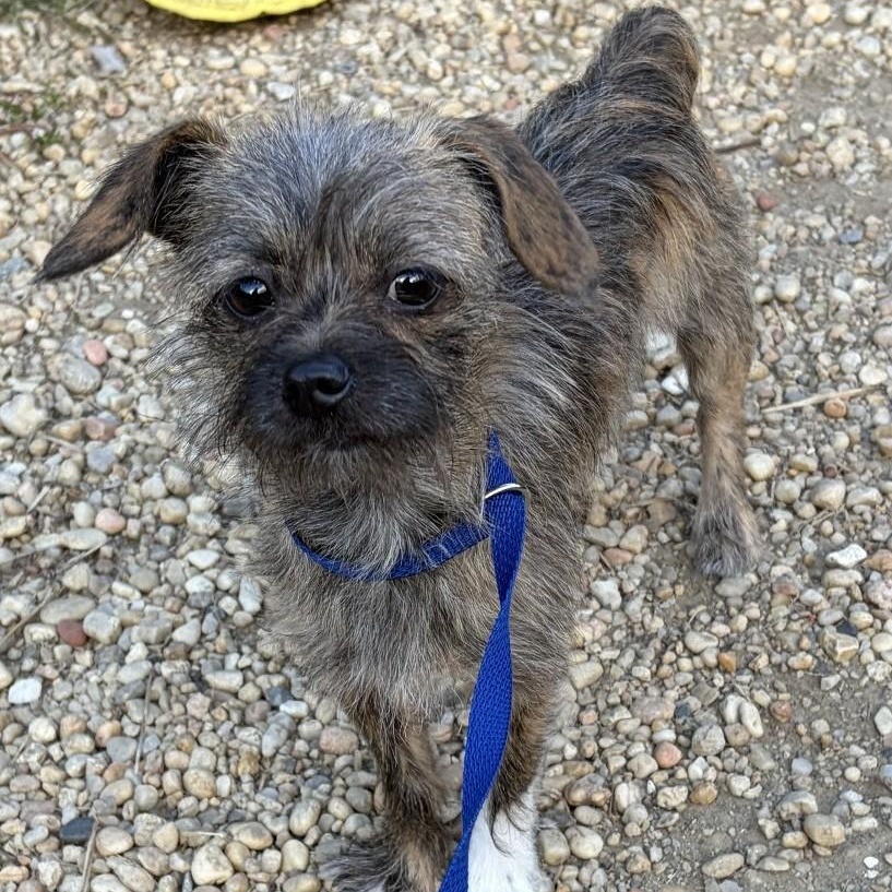 Enlarge Little Ninja, a ADOPTABLE mixed breed in Cherry Hill, NJ image 2/6