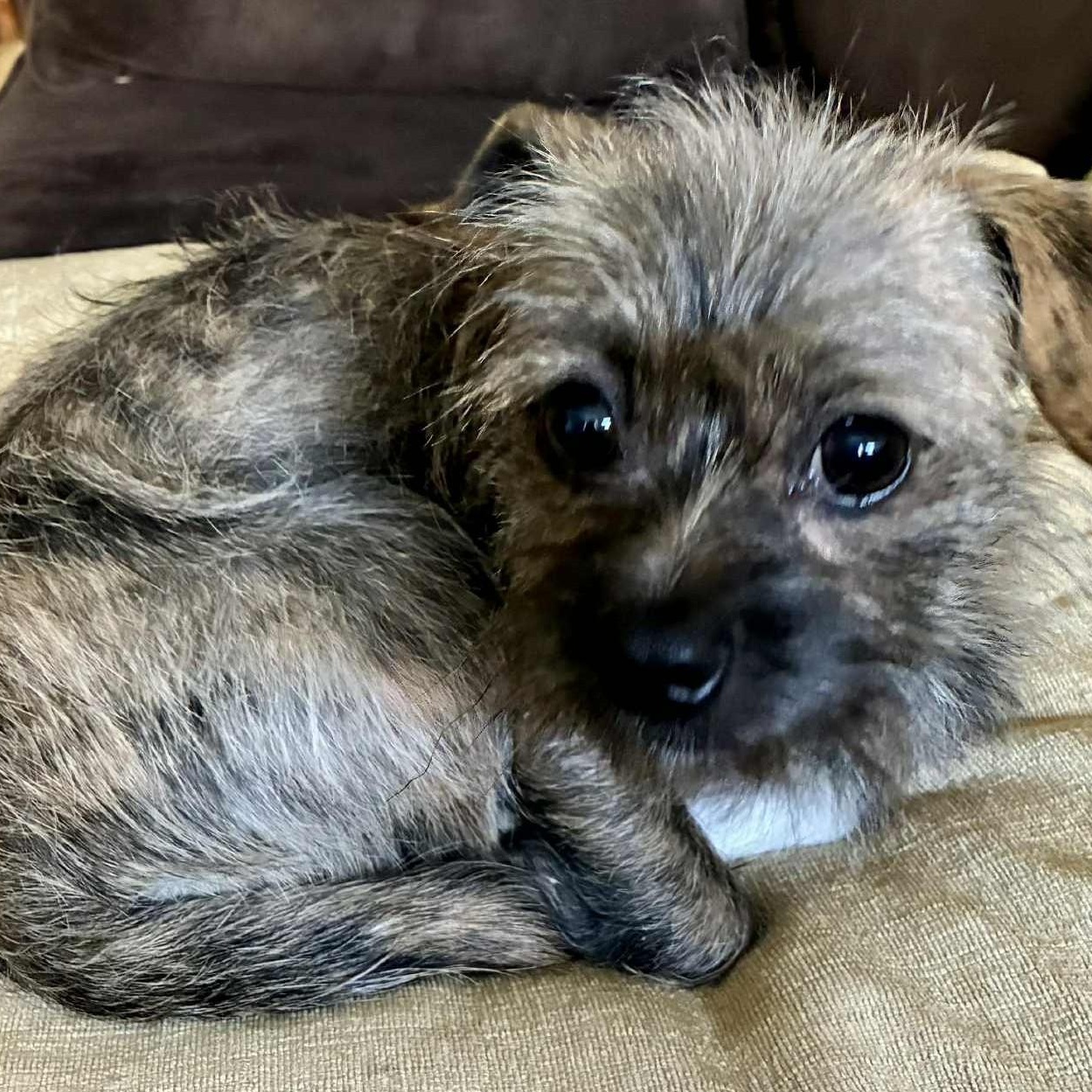 Enlarge Little Ninja, a ADOPTABLE mixed breed in Cherry Hill, NJ image 3/6