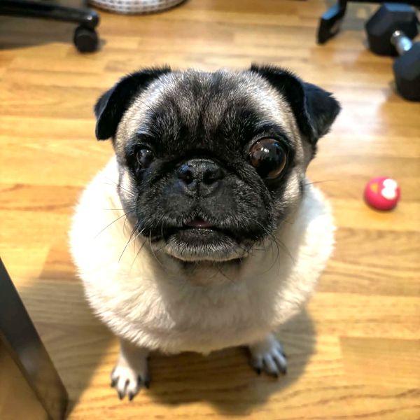 Beatrice, adoptable, Adult Female Pug.