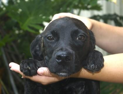 Enlarge Evie, a Adoptable mixed breed in Brunswick, GA image 1/2