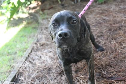 Enlarge Evie, a Adoptable mixed breed in Brunswick, GA image 2/2