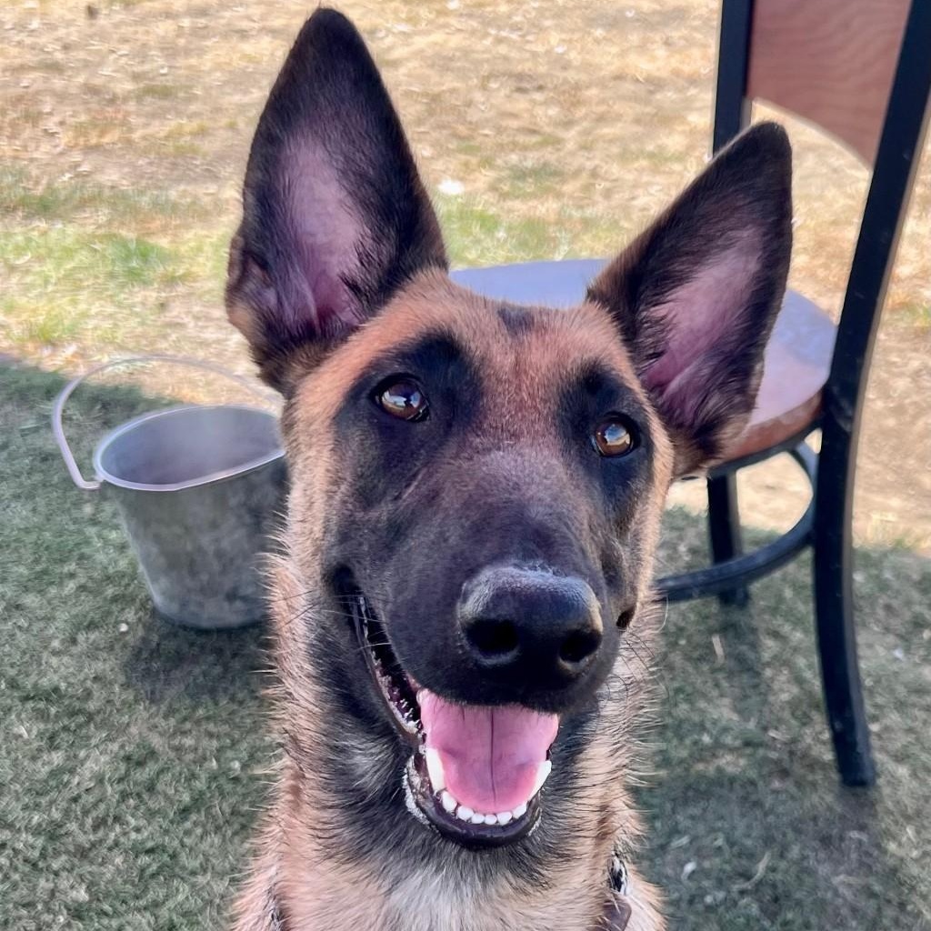 Enlarge Kimchi, a Adopted Mixed Breed in Georgetown, TX image 1/4